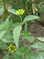 Abert's Creeping Zinnia