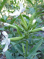 Tubular calyces