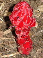 Snow plant