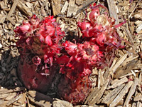 Snow Plant