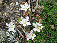 Yellowdot Saxifrage