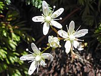 Yellowdot saxifrage