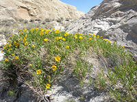 Large group of plants