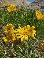 Leaves and flowerheads