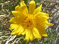 photograph