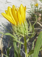 Phyllaries and florets