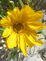 Yellow flowerhead