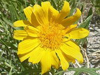 photograph