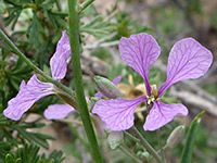 Schoenocrambe linearifolia