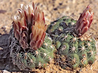 Sclerocactus mesae-verdae