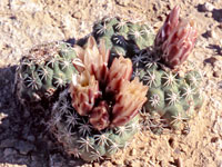 Four fishhook cactus stems