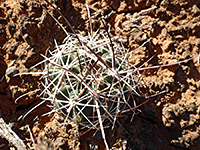 Smallflower fishhook cactus