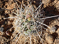 Small plant