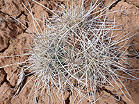 Spiny cluster