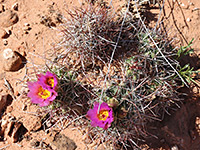 Group of stems