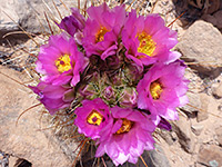 Smallflower fishhook cactus