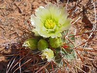 Buds and flower