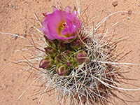 Flower and buds