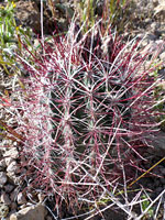 Sclerocactus polyancistrus