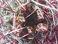Mojave fishhook cactus