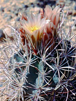 Flowering stem of Siler fishhook cactus