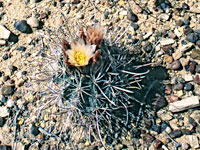 House Rock fishhook cactus flowers