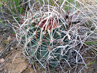 Sclerocactus spinosior