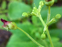 Scrophularia parviflora