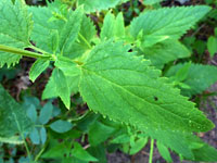 Toothed leaves