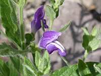 Scutellaria platyphylla