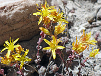 Yellow flowers