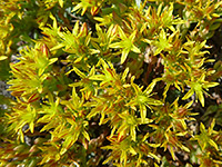 Sedum lanceolatum