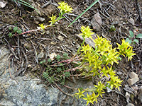 Yellow Stonecrop