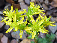 Small flower cluster