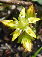 Pale yellow flower