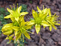 Greenish-yellow flowers