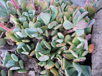 Succulent, greyish leaves