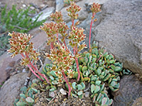 Cream Stonecrop