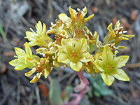 Sedum spathulifolium