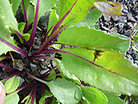 Purple leaf stalks