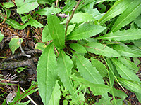 Toothed leaves