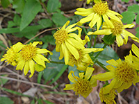 Senecio arizonicus