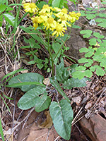 Arizona Ragwort