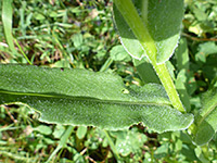 Sparsely hairy leaf