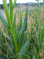 Toothed leaves