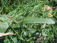 Hairy leaf surface