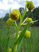 Yellow phyllaries