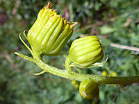 Three developing flowerheads