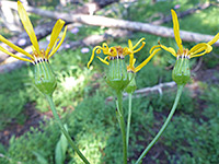 Senecio crassulus