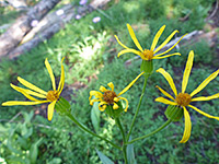 Four flowerheads